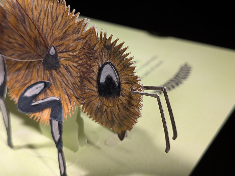 Antennae